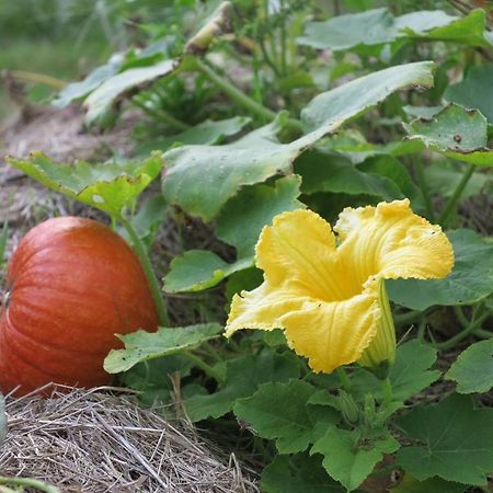 Les Jardins D'Atyoula Losse Ngoại thất bức ảnh