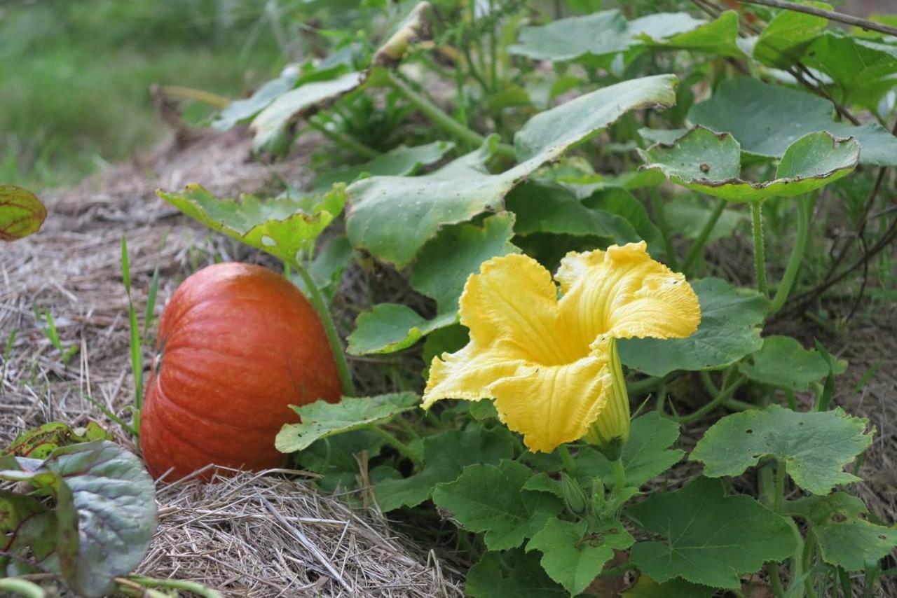 Les Jardins D'Atyoula Losse Ngoại thất bức ảnh